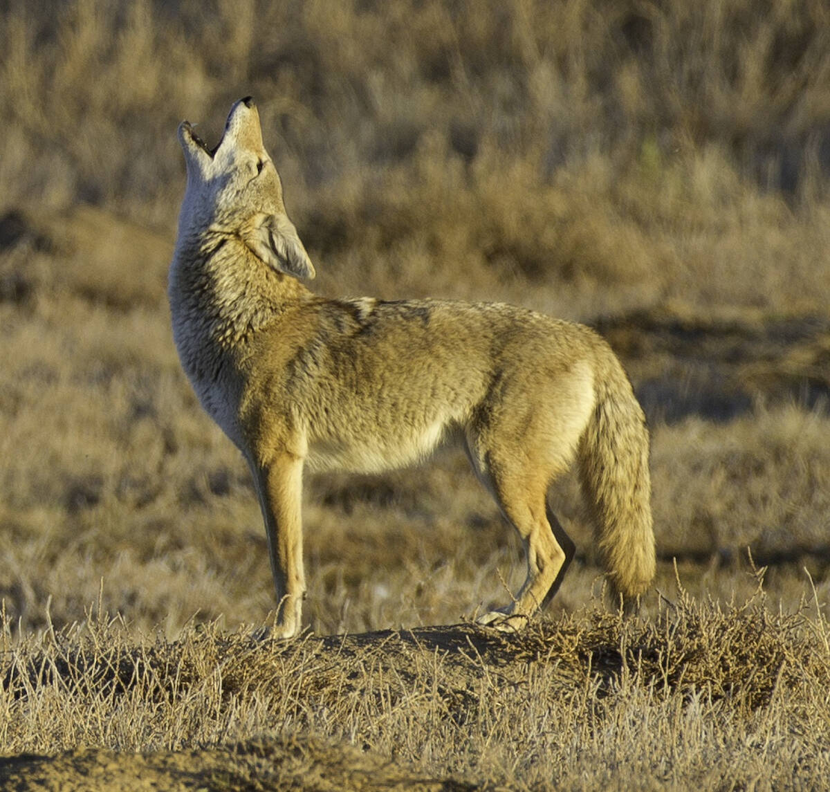 B.C. Conservation Officer Service (COS) is investigating two reported attacks by coyotes in two weeks in ALdergrove, the most recent on Friday, July 15. (Photo: USFWS (U.S. Fish and Wildlife Service) public domain)