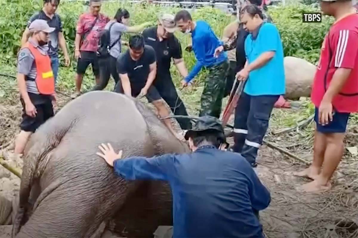 An elephant and her calf are rescued from a deep pit in Thailand. (Associated Press/screenshot)