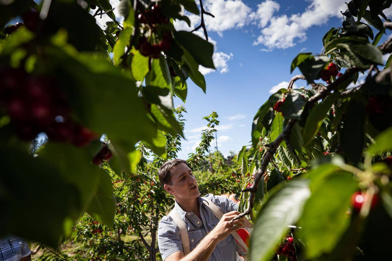 Prime Minister Justin Trudeau picks cherries at family farm owner Derek Lutz’s orchard in Summerland, B.C., Monday, July 18, 2022. The heat and wildfires in British Columbia last year combined with mild temperatures in the earlier months of 2022 have left fruit growers with a sour taste as farmers record a lighter than normal crop. THE CANADIAN PRESS/Darryl Dyck