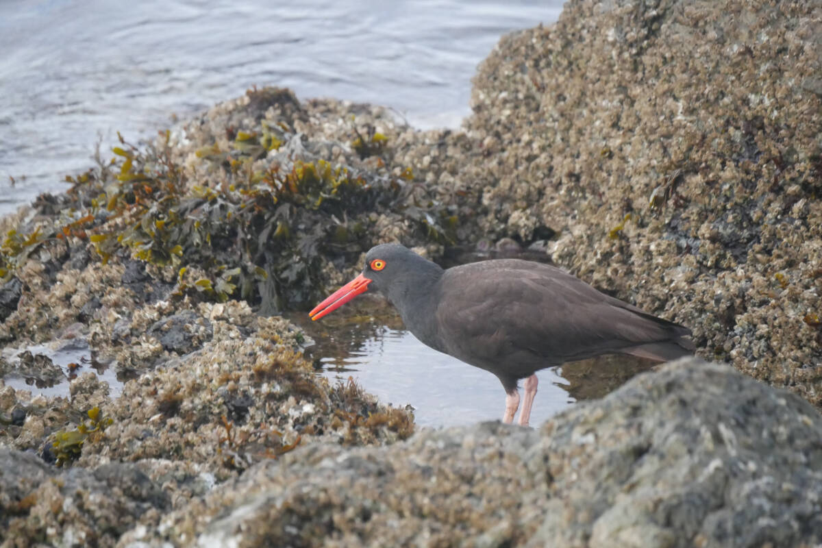 A black oystercatcher in south Oak Bay is pictured hunting for food between Victoria Golf Club and Kitty Islet. Waterfowl and raptors remain the wild bird groups at highest risk of avian flu, which has emerged in various species in B.C. since February. (Evert Lindquist/News Staff)