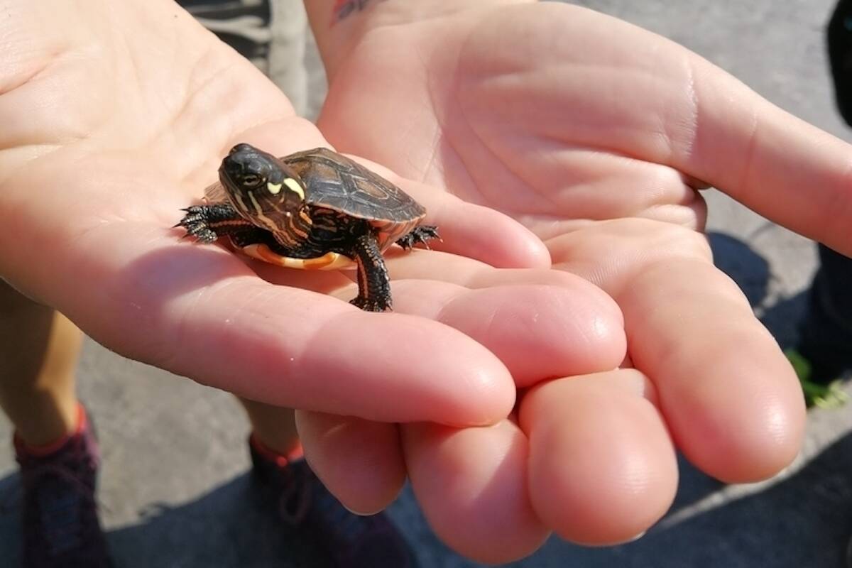 Website upload contribution from @sheilapeacock of a painted turtle.