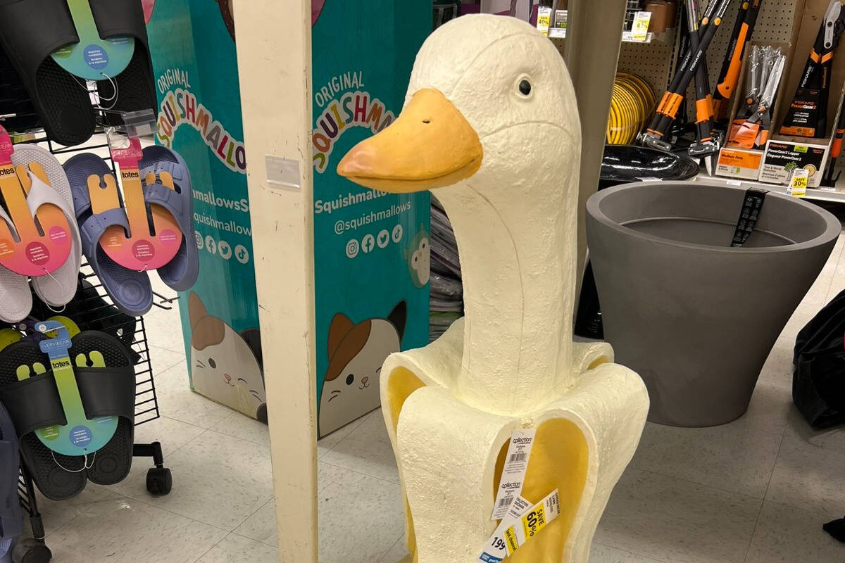 The ‘majestic’ banaduck sits calmly, unaware of the shopping frenzy it has unleashed (photo credit: @whit3lighter/Twitter)