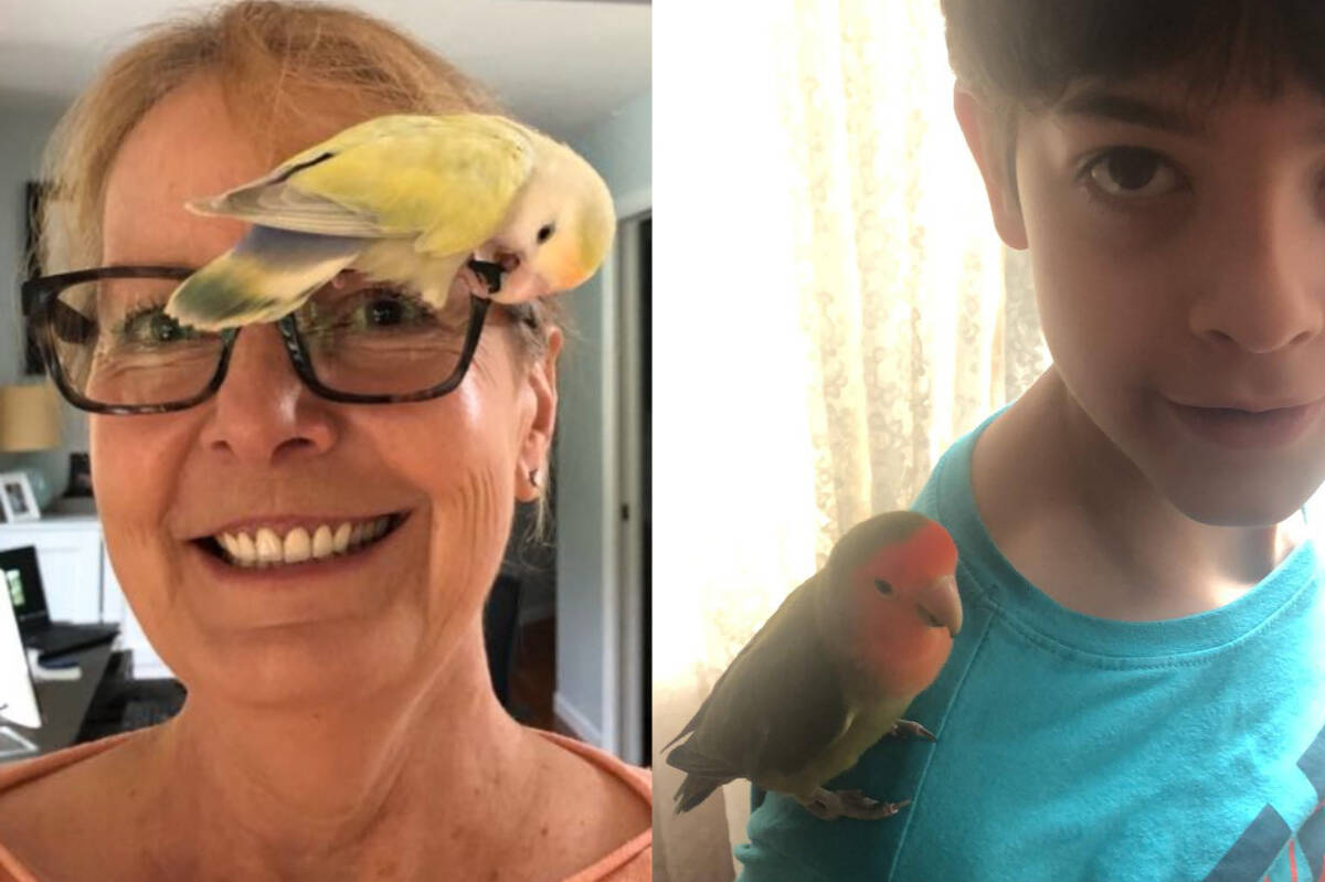 Two lovebirds were rescued separately in Hope over the weekend, and are likely a bonded pair. The two rescuers are each hoping to hear from the rightful owners of the birds.