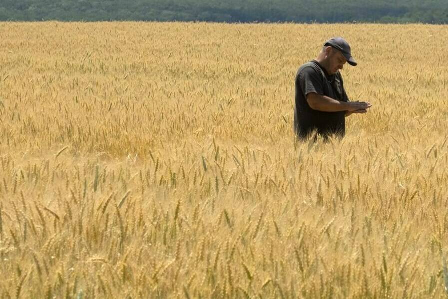 Farmer Oleksandr Zhuravsky checks the wheat in a field in Donetsk region, Ukraine, Tuesday, June 21, 2022. Russian hostilities in Ukraine are preventing grain from leaving the “breadbasket of the world” and making food more expensive across the globe, threatening to worsen shortages, hunger and political instability in developing countries. THE CANADIAN PRESS/AP-Efrem Lukatsky