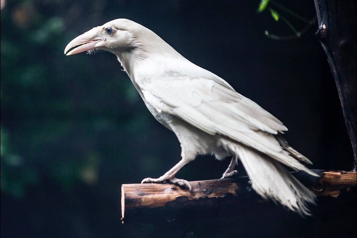 The rare white raven Blizzard has taken centre stage at the North Island Wildlife Recovery Centre. (NIWRC photo)