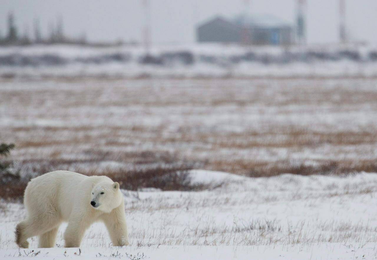 A polar bear is seen walking along the road in Churchill, Man. Sunday, Nov. 8, 2009. Climate change and human impacts on the land are behind a growing number of encounters between people and polar bears around the Arctic, new research concludes. THE CANADIAN PRESS/Jonathan Hayward