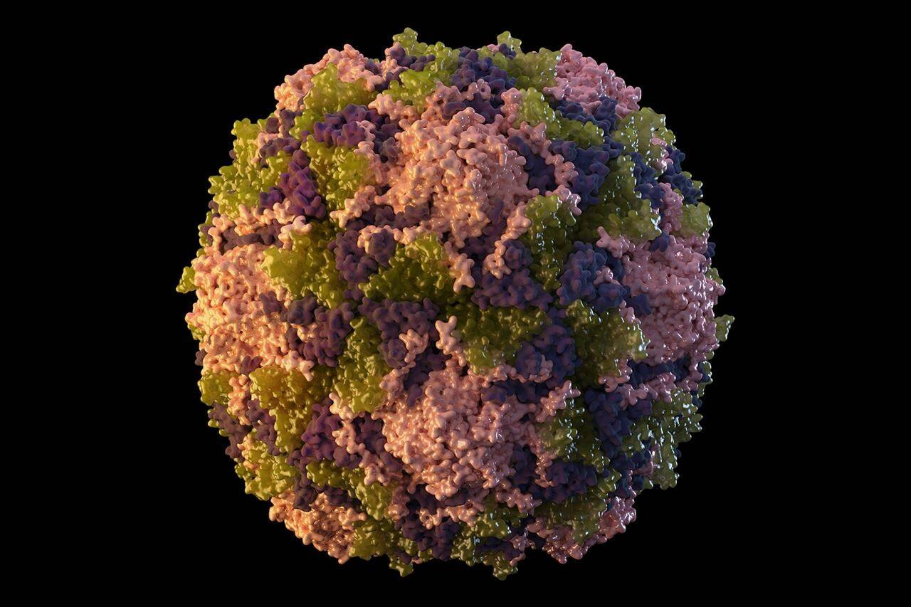This 2014 illustration made available by the U.S. Centers for Disease Control and Prevention depicts a polio virus particle. Canadian infection experts are taking note after U.S. officials reported last week that an unvaccinated American was diagnosed with the country’s first case of polio in nearly a decade. THE CANADIAN PRESS/Sarah Poser-Meredith Boyter Newlove-CDC via AP