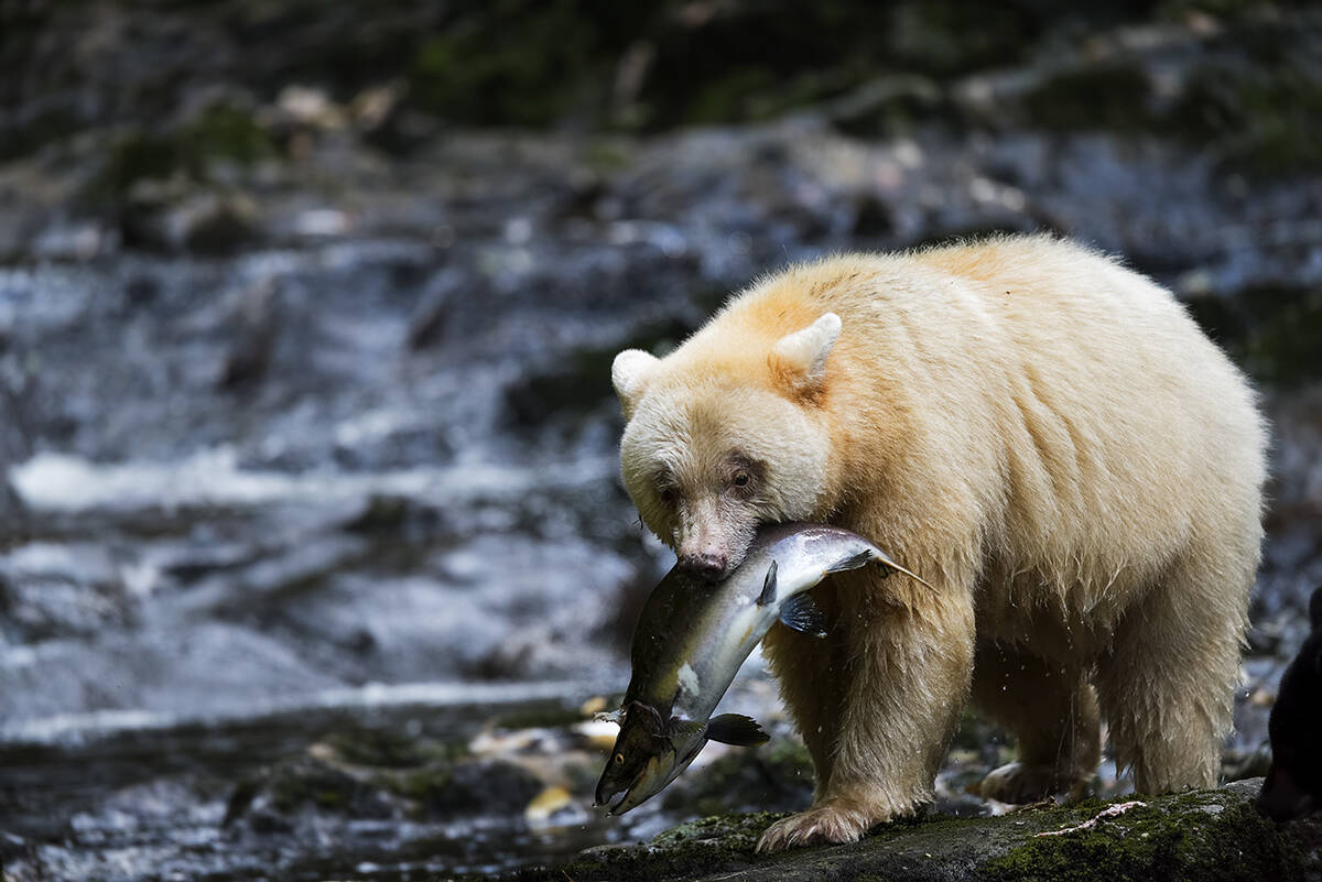 The Spirit Bear, shown here preying on salmon in coastal British Columbia, is one of British Columbia’s recognized symbols. (Andrew S. Wright photo)