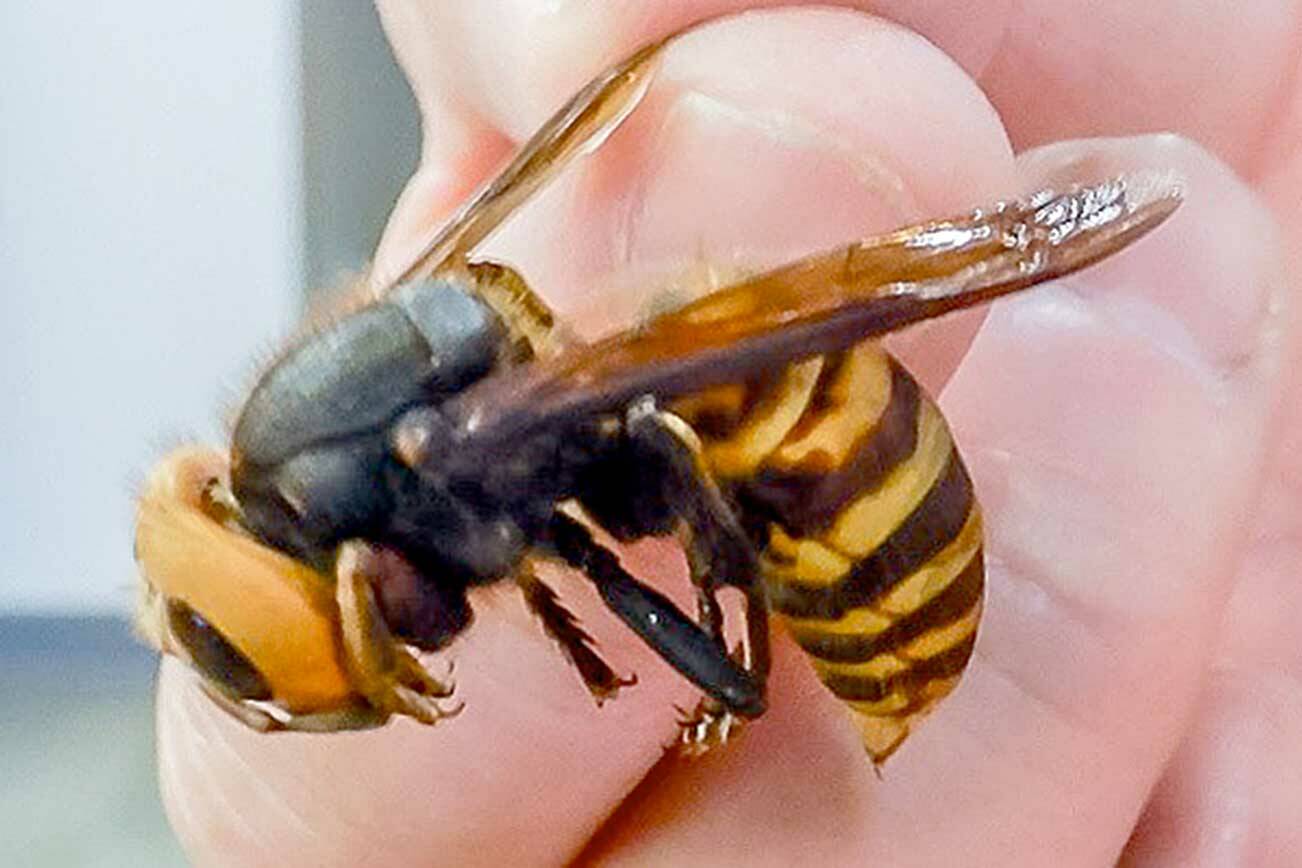 A close-up look at an Asian giant hornet. (Karla Salp/State Department of Agriculture)