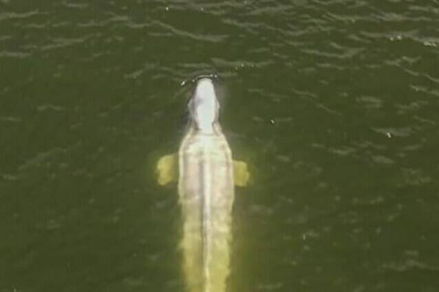 In this aerial image, taken by a drone from the environmental group Sea Shepherd, shows a Beluga whale in the Seine river in Saint-Pierre-la-Garenne region, west of Paris, Friday, Aug. 5, 2022. French authorities are tracking a Beluga whale that strayed far from its Artic habitat into the Seine River, raising fears that the ethereal white mammal could starve if it stays in the waterway that flows through Paris and beyond. French environmentalists are hoping to feed a catch of herring to a worryingly thin Beluga whale that strayed far from its Arctic habitat into the Seine River. (Sea Shepherd via AP)