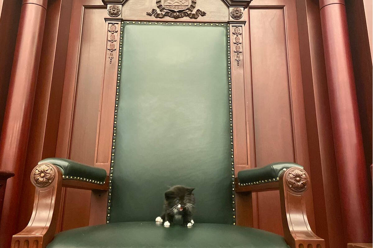 Tiny Hansard sits and screams from the Speaker's Seat at the Alberta Legislature. Speaker Nathan Cooper's kitten has sparked a unified three-party front of B.C. MLAs asking the provincial speaker for a Legislature cat. (Photo/Nathan Cooper)