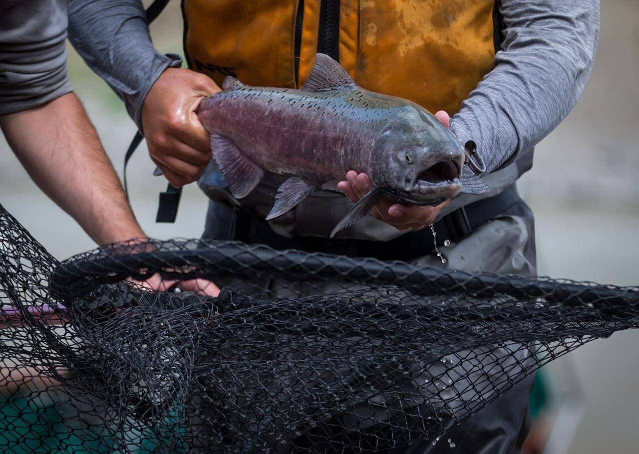 Stuart LePage, of Fisheries and Oceans Canada, sprints to place a salmon in a vessel to be lifted by a helicopter and transported up the Fraser River past a massive rock slide west of Clinton, B.C., on Wednesday July 24, 2019. THE CANADIAN PRESS/Darryl Dyck