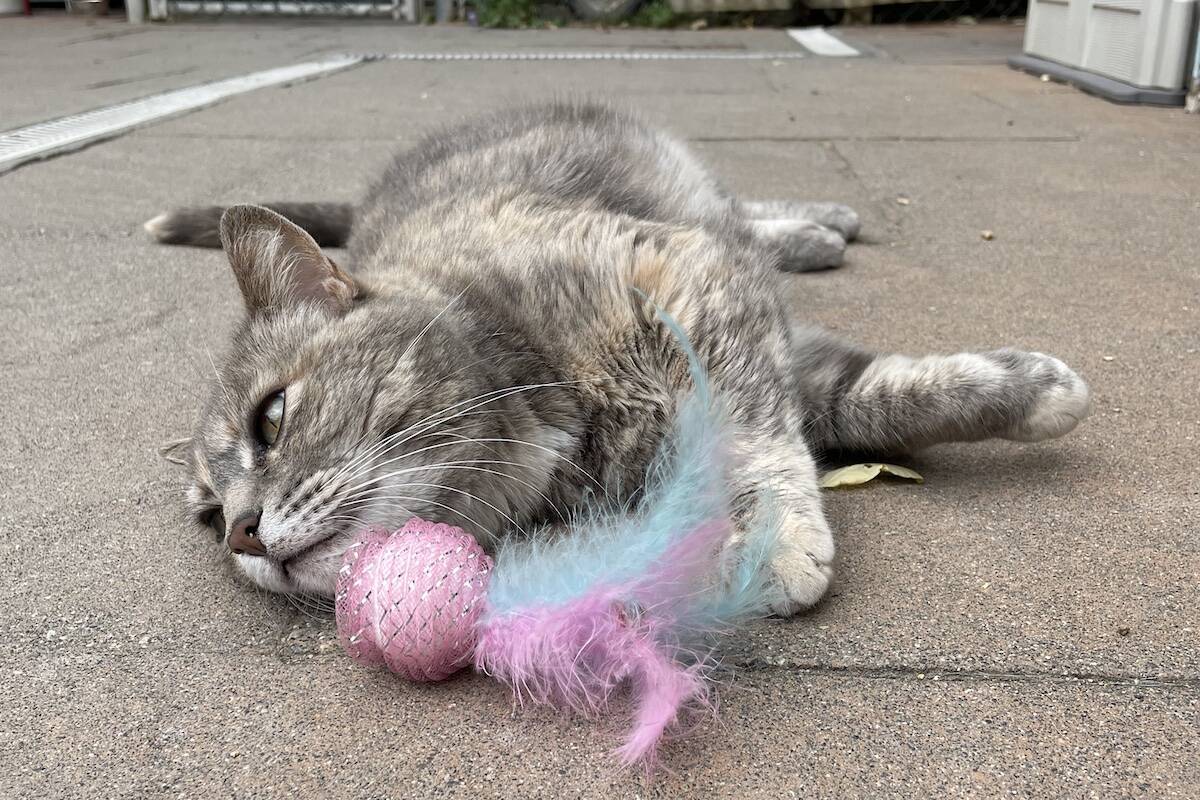 Cat playing with a toy during RAPS takeover day (RAPS photo).