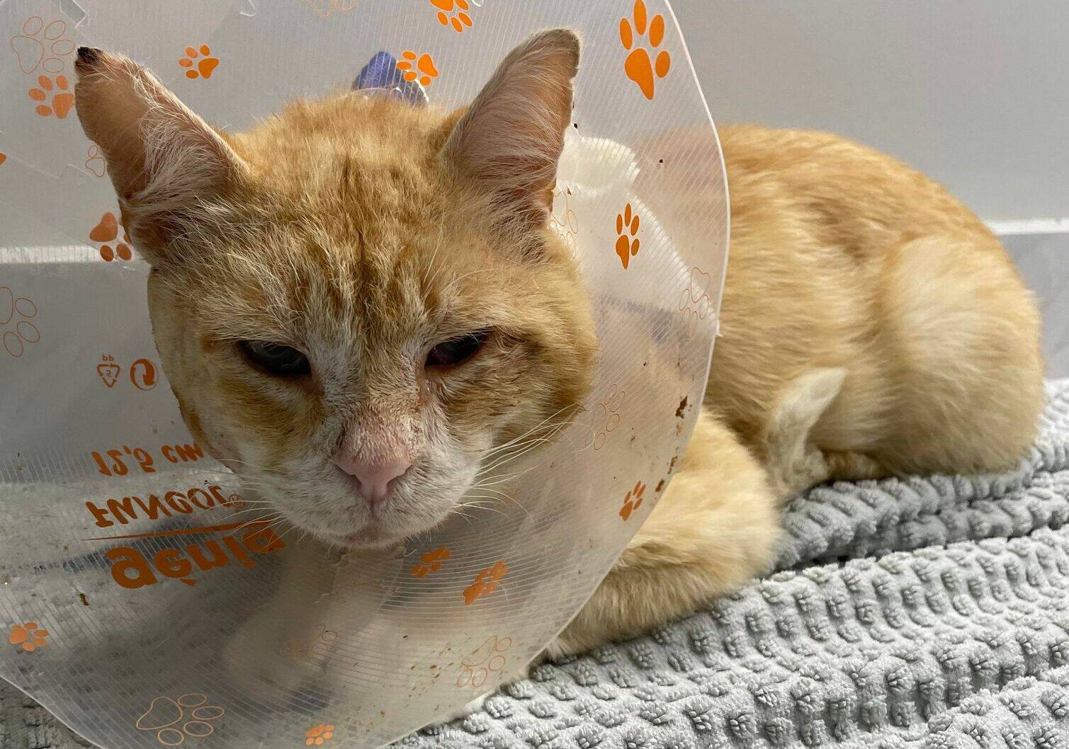Edward the cat is in the care of the Prince Rupert SPCA after people found him wandering the streets with an open wound. (Contributed photo)