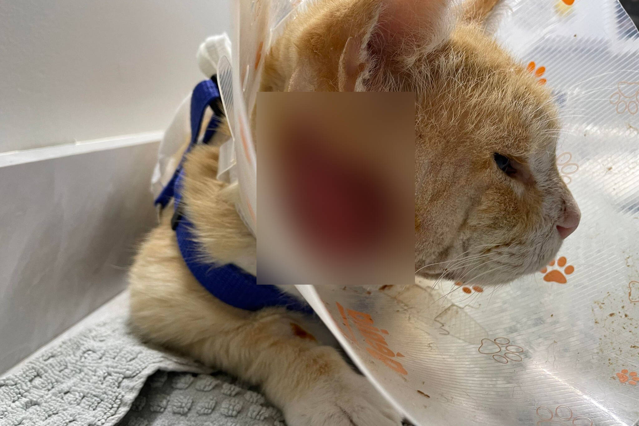 Prince Rupert SPCA think Edward was attacked by another animal. His vet bills will be high. (Contributed photo)