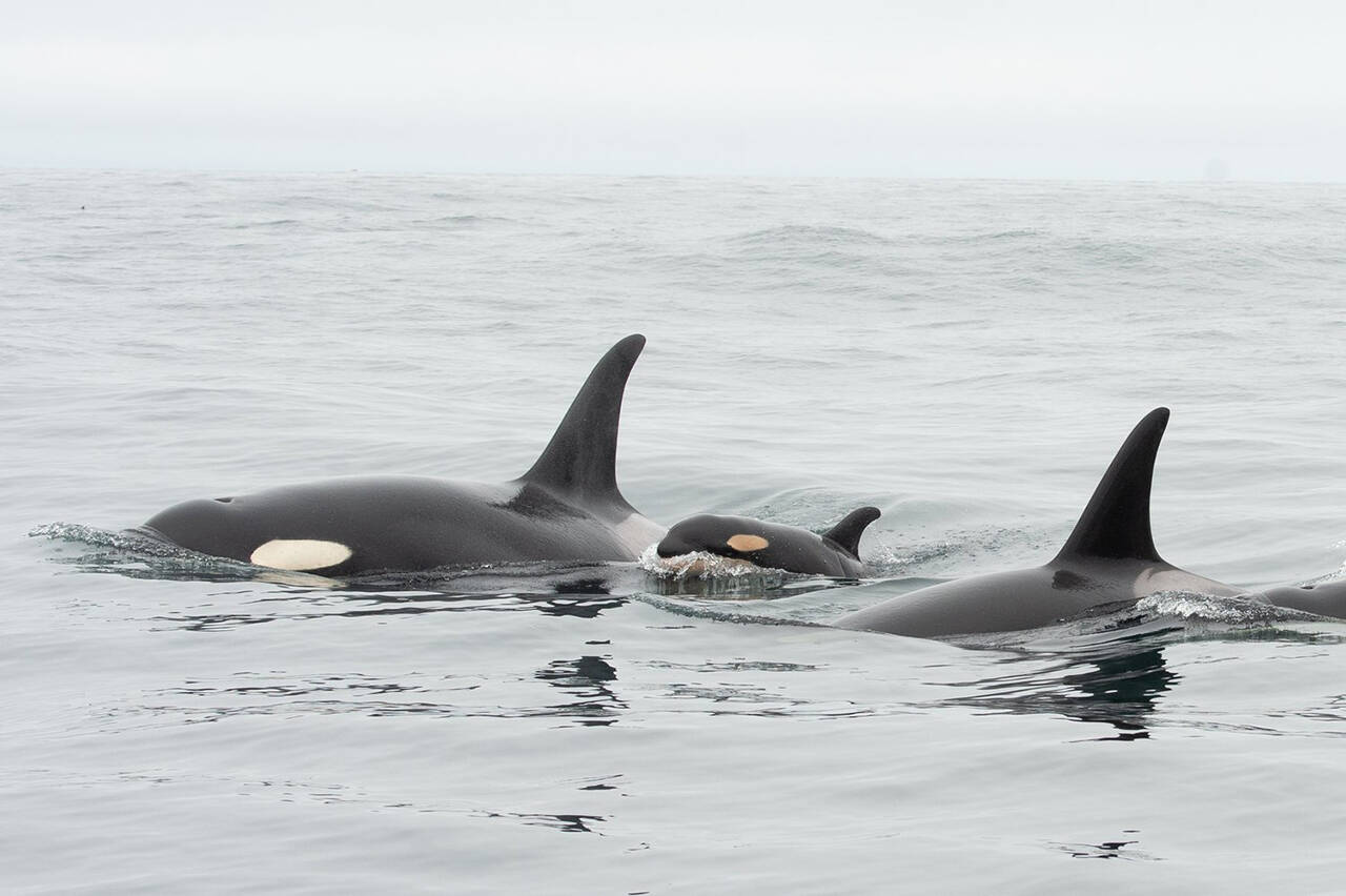 Southern resident orcas off the shores of Tofino. (Photo credit: John Forde and Jennifer Steven)