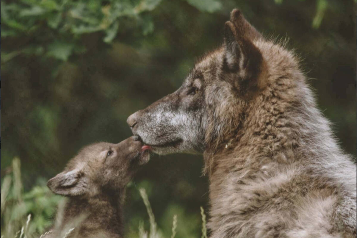 A wolf cub called Tempest has been found and is back with its pack. (GVZoo)