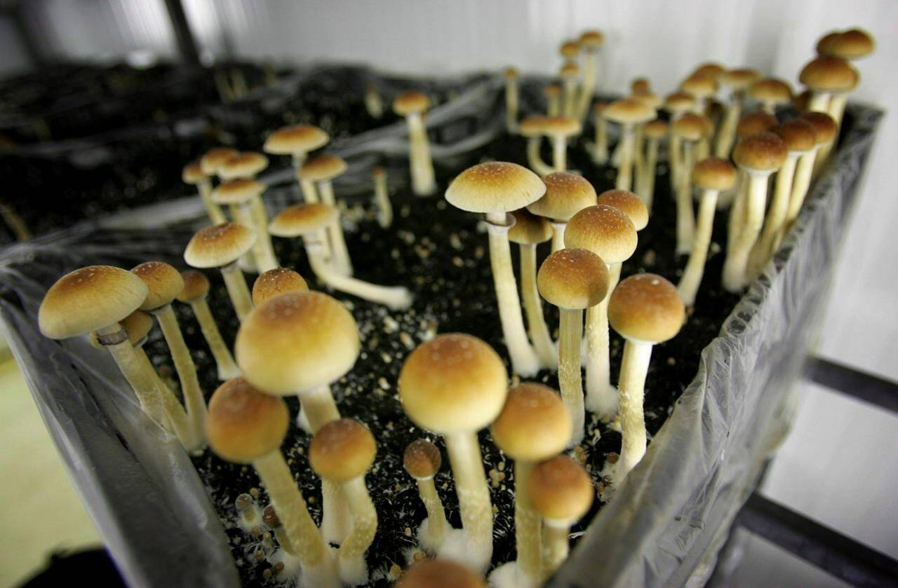 Psilocybin mushrooms are seen in a grow room at the Procare farm in Hazerswoude, central Netherlands, Aug. 3, 2007. Experts say the decriminalization of some hard drugs in British Columbia can help reduce stigma around psychedelic substances that have medicinal value but were wrongly caught up in the war on drugs. THE CANADIAN PRESS/AP-Peter Dejong