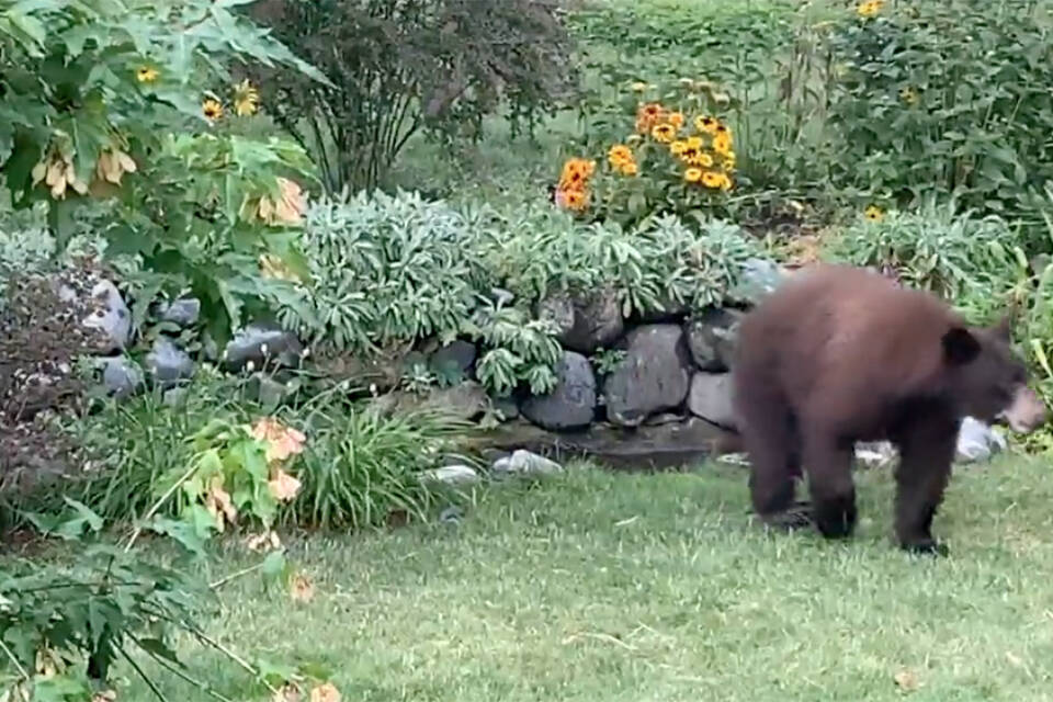 This black bear was caught on video playing with the water feature in South Okanagan West Kootenay MP Richard Cannings’ backyard on Sunday. (Twitter)