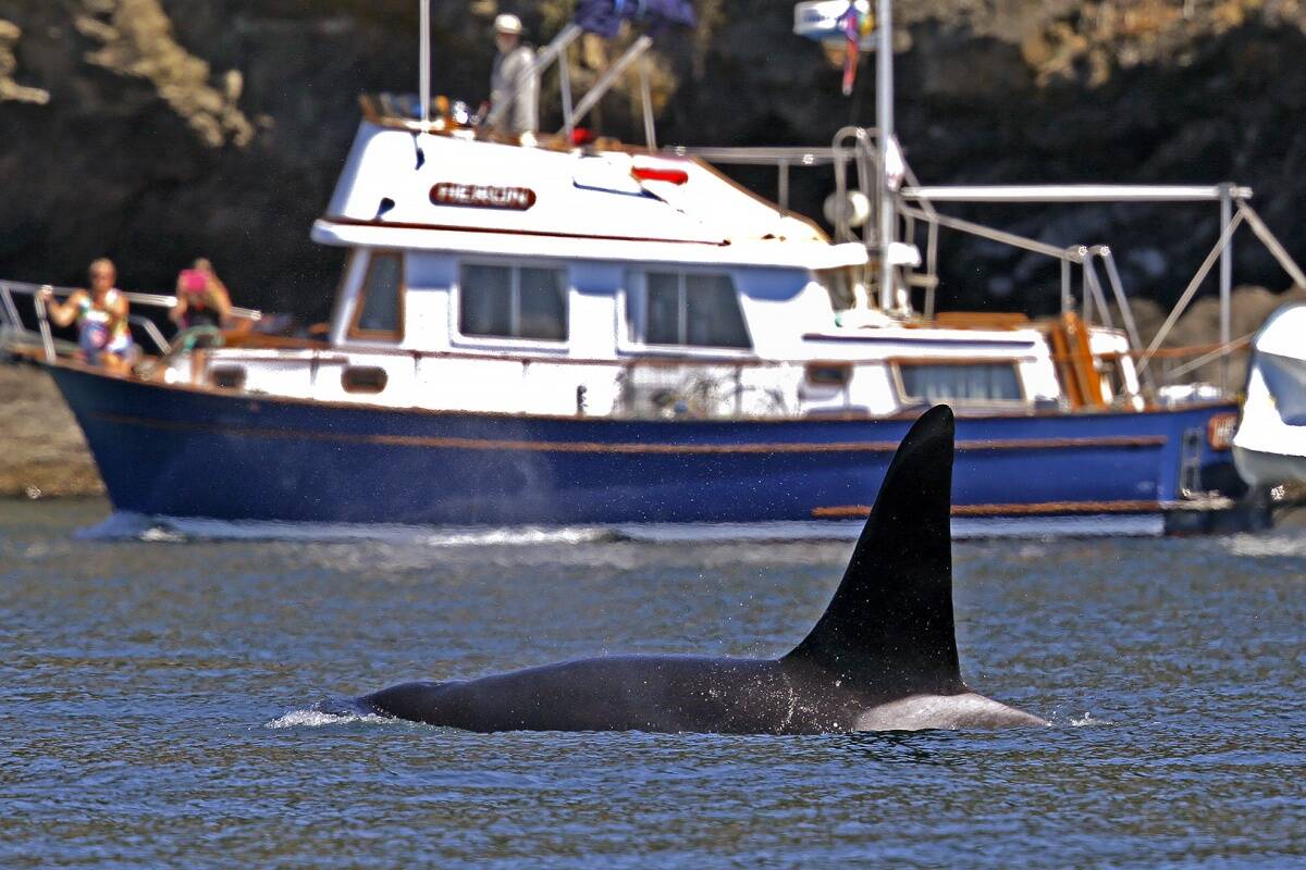 Diver was charged $12,000 for getting too close to a pod of killer whales near Prince Rupert on July 22, 2022. An orca swims past a recreational boat sailing just offshore in the Salish Sea in the San Juan Islands. (AP Photo/Elaine Thompson, File)