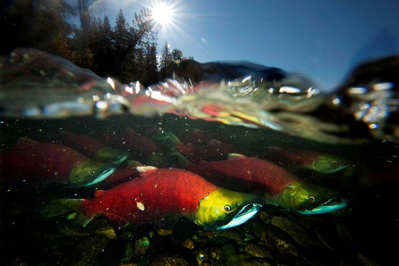 Spawning sockeye salmon are seen making their way up the Adams River in Roderick Haig-Brown Provincial Park near Chase, B.C. on Oct. 14, 2014. Optimism over an expected bumper season for wild British Columbia sockeye salmon has turned to distress, after a regulatory body’s estimate of returns to the Fraser River dropped by nearly half this week. THE CANADIAN PRESS/Jonathan Hayward