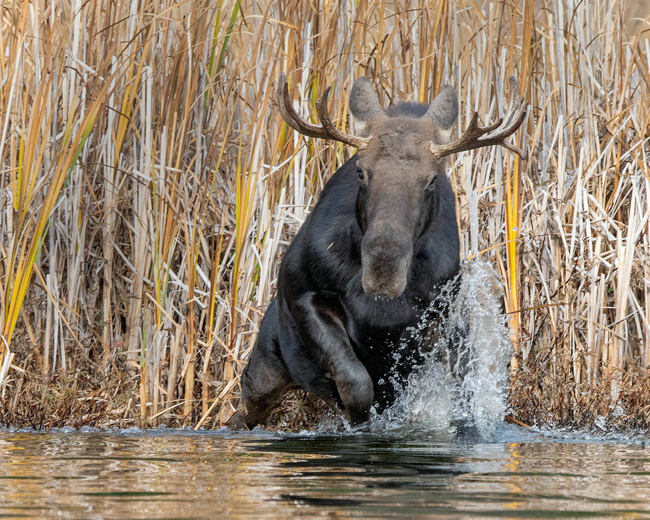 The Tŝilhqot’in Nation is asking those with Limited Entry Hunt (LEH) moose authorizations to stay home and forgo their moose hunt in the Tsilhqot’in (Chilcotin) Territory this fall. (File photo by Mary and Ken Campbell)