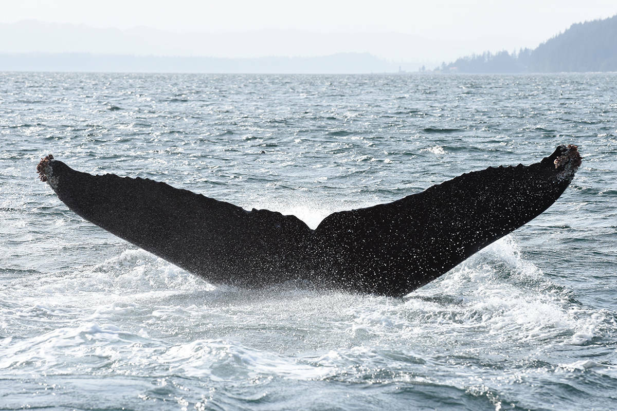 Jared Towers photographed this humpback whale and four others in 2018 near Port McNeill, Alert Bay, and Hanson Island. JARED TOWERS PHOTO