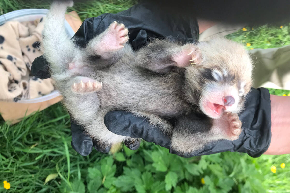 Two red panda cubs, one male and one female, were born at the Greater Vancouver Zoo in Aldergrove earlier this summer – on or around June 14. (Greater Vancouver Zoo/Special to The Star)