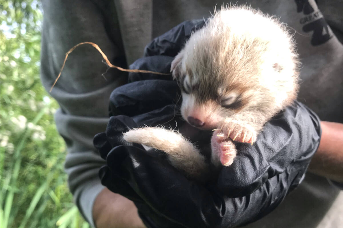 Two red panda cubs, one male and one female, were born at the Greater Vancouver Zoo in Aldergrove earlier this summer – on or around June 14. (Greater Vancouver Zoo/Special to The Star)