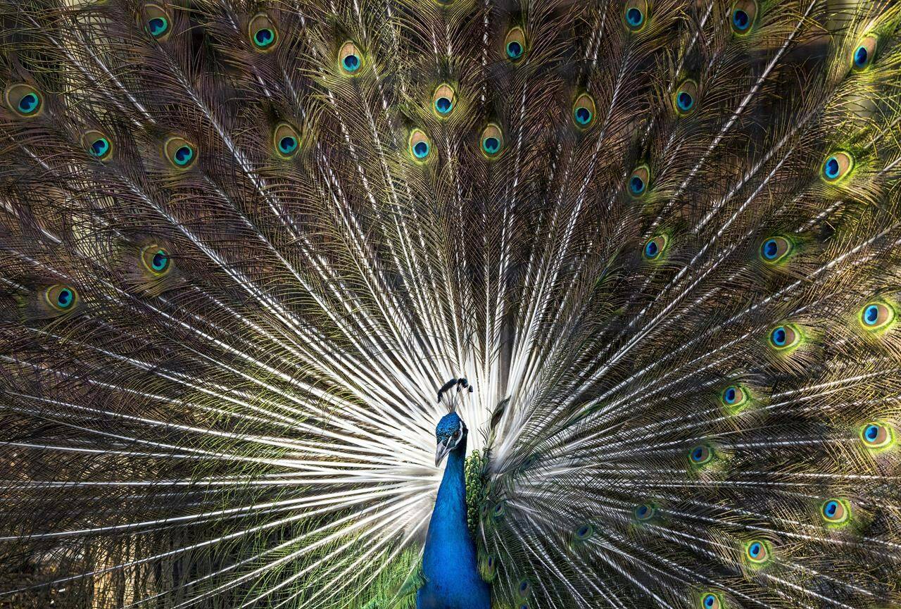 A peacock displays it feathers at the Toronto zoo in Toronto on Thursday, March 17, 2022. THE CANADIAN PRESS/Nathan Denette
