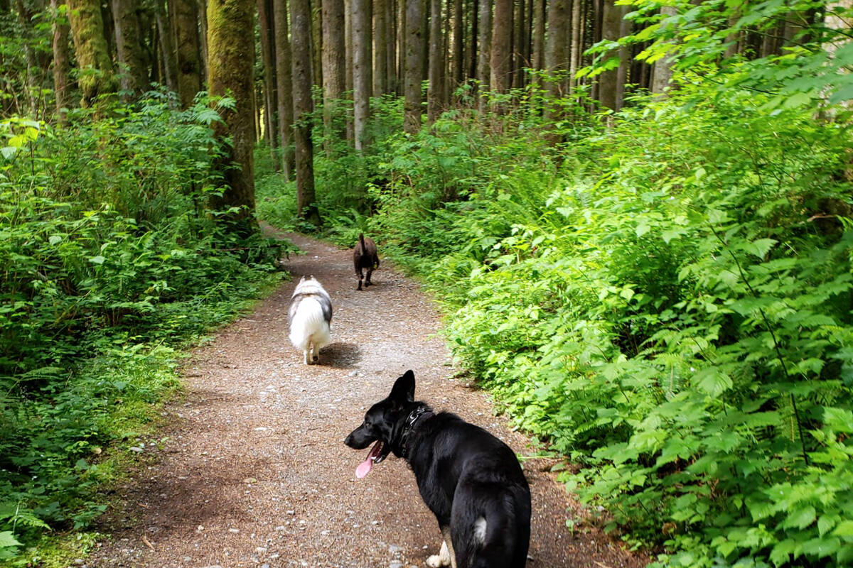 The Ministry of Environment and Climate Change Strategy reports that many dog-related incidents in Golden Ears go unreported or are directed to the RCMP by mistake. (Golden Ears Dog Walking Facebook/Special to The News)