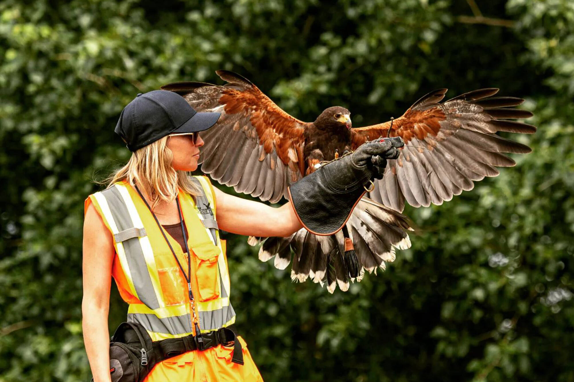 Shuswap Bird of Prey Services owner Mandy McDiarmid holds one of the Harris hawks she works with. (Romer photography)