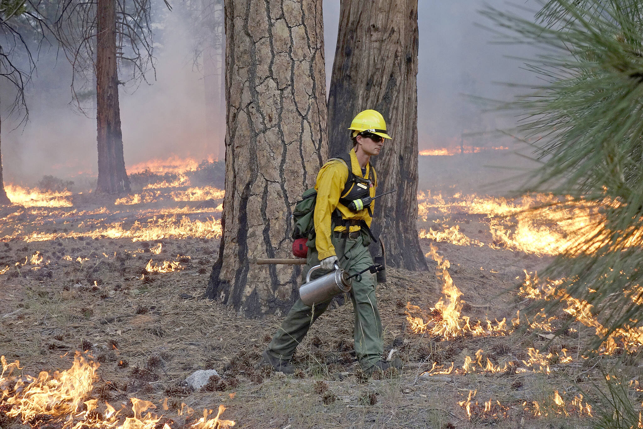 In this June 11, 2019 file photo, firefighter Andrew Pettit walks among the flames during a prescribed fire in Cedar Grove at Kings Canyon National Park, Calif. (Brian Melley/The Associated Press)