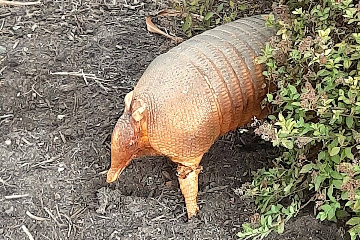 This stuffed armadillo showed up in a Chilliwack resident’s front garden on Sept. 5, 2022. (Brett Chomlack photo)