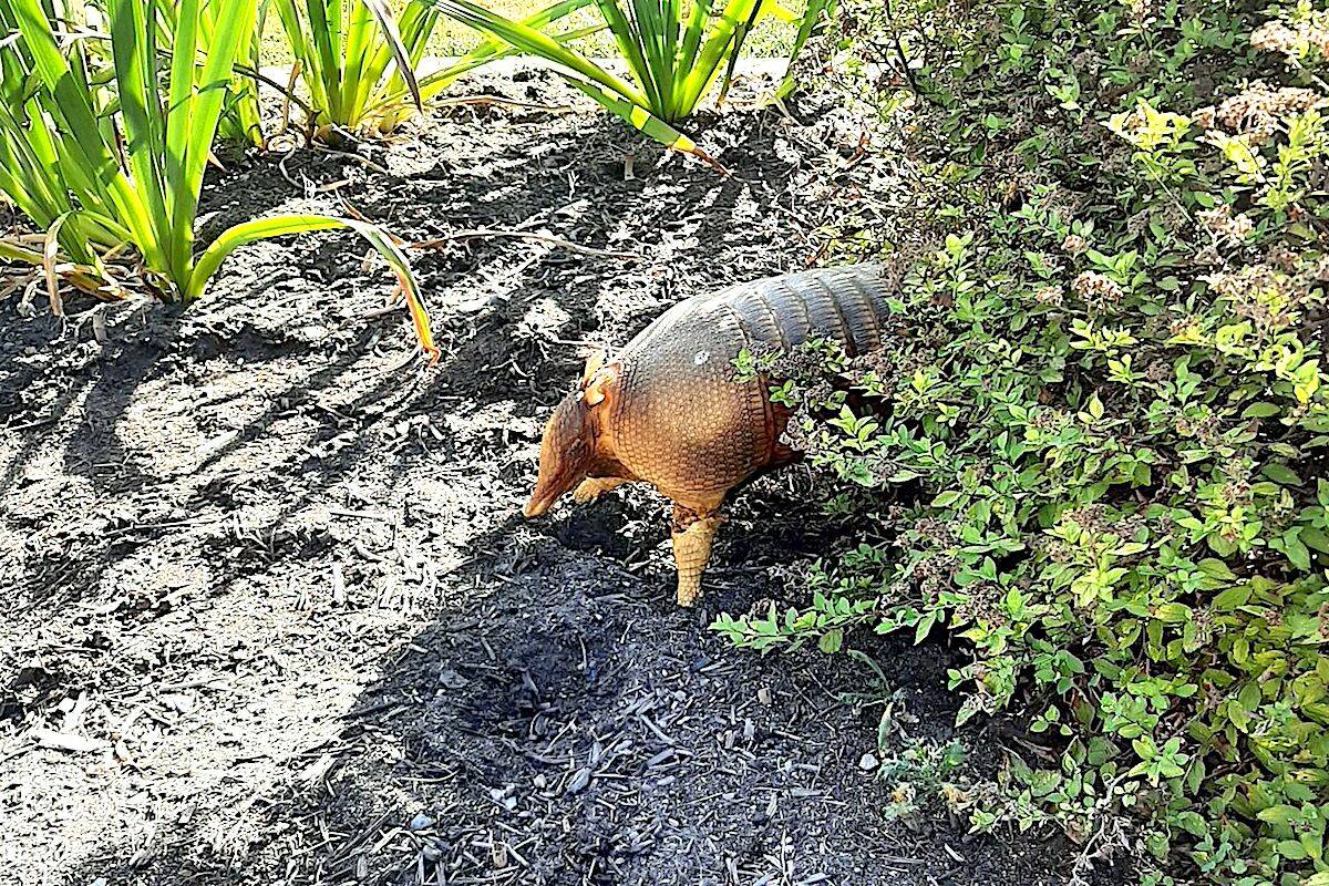 This stuffed armadillo showed up in a Chilliwack resident’s front garden on Sept. 5, 2022. (Brett Chomlack photo)