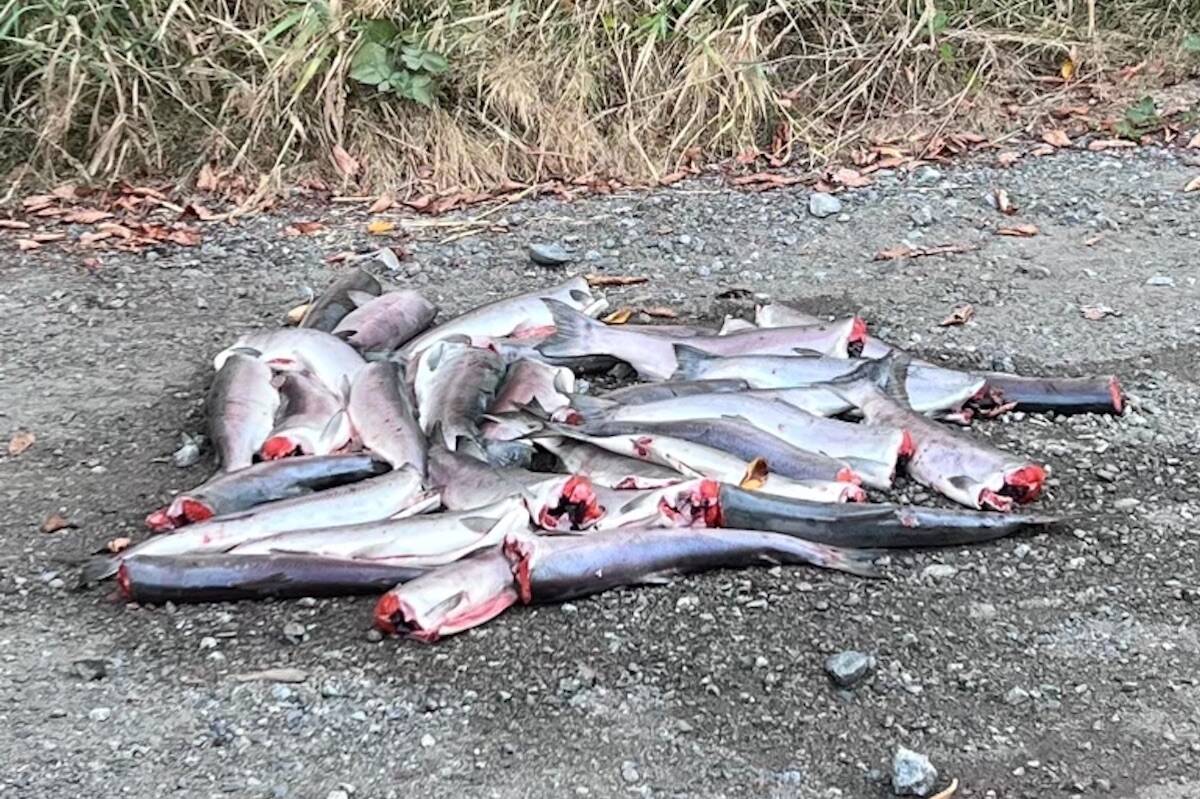 B.C. Wildlife Federation emailed this photo of rotting sockeye salmon to news outlets on Thursday, Sept. 8. (Submitted photo)