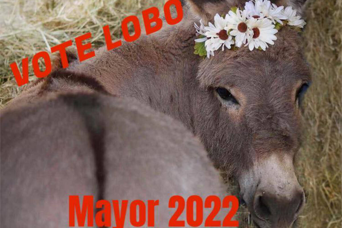 Lobo the donkey might just be B.C.’s most popular political figure in the upcoming municipal elections. (Kayla Mellville photo)