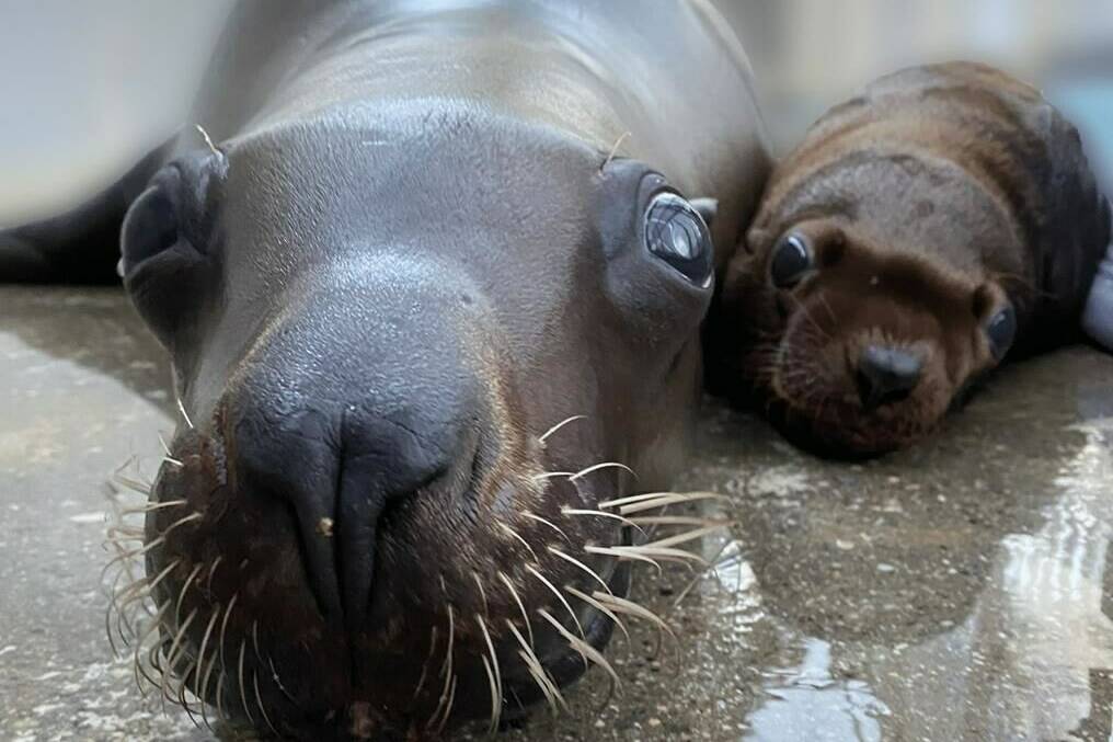 The Vancouver Aquarium says one of its Stellar sea lions has given birth to a healthy pup. The male pup (right), named Natoa, and his first-time mom, Rogue, are doing well.THE CANADIAN PRESS/HO-Vancouver Aquarium