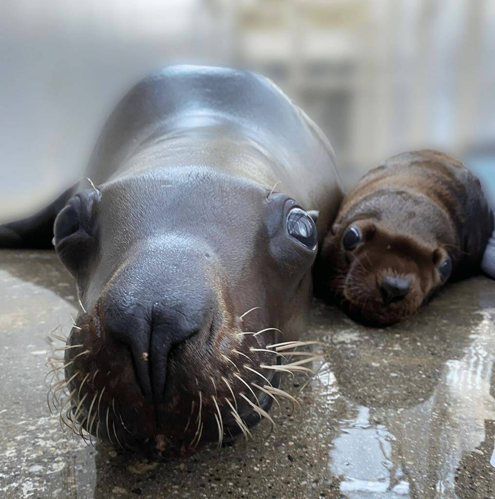 The Vancouver Aquarium says one of its Stellar sea lions has given birth to a healthy pup. The male pup (right), named Natoa, and his first-time mom, Rogue, are doing well.THE CANADIAN PRESS/HO-Vancouver Aquarium