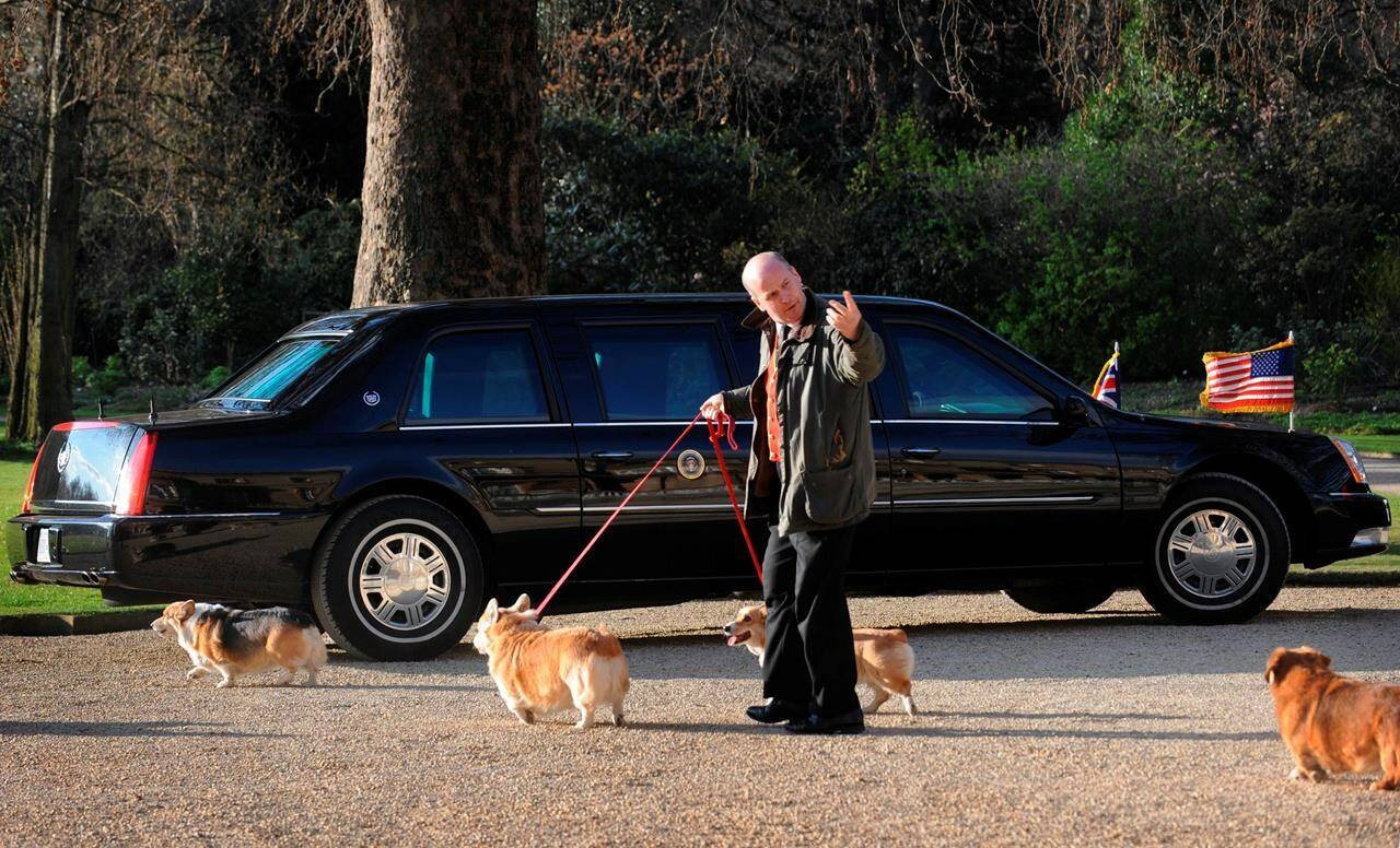 FILE - The Corgis belonging to Britain’s Queen Elizabeth II are taken for a walk in the grounds of Buckingham Palace, on April 1, 2009, past US President Obama’s car whilst he has an audience with the Queen. Queen Elizabeth II’s corgis were a key part of her public persona and her death has raised concern over who will care for her beloved dogs. The corgis were always by her side and lived a life of privilege fit for a royal. She owned nearly 30 throughout her life. She is reportedly survived by four dogs. (AP Photo/Stefan Rousseau/pool)