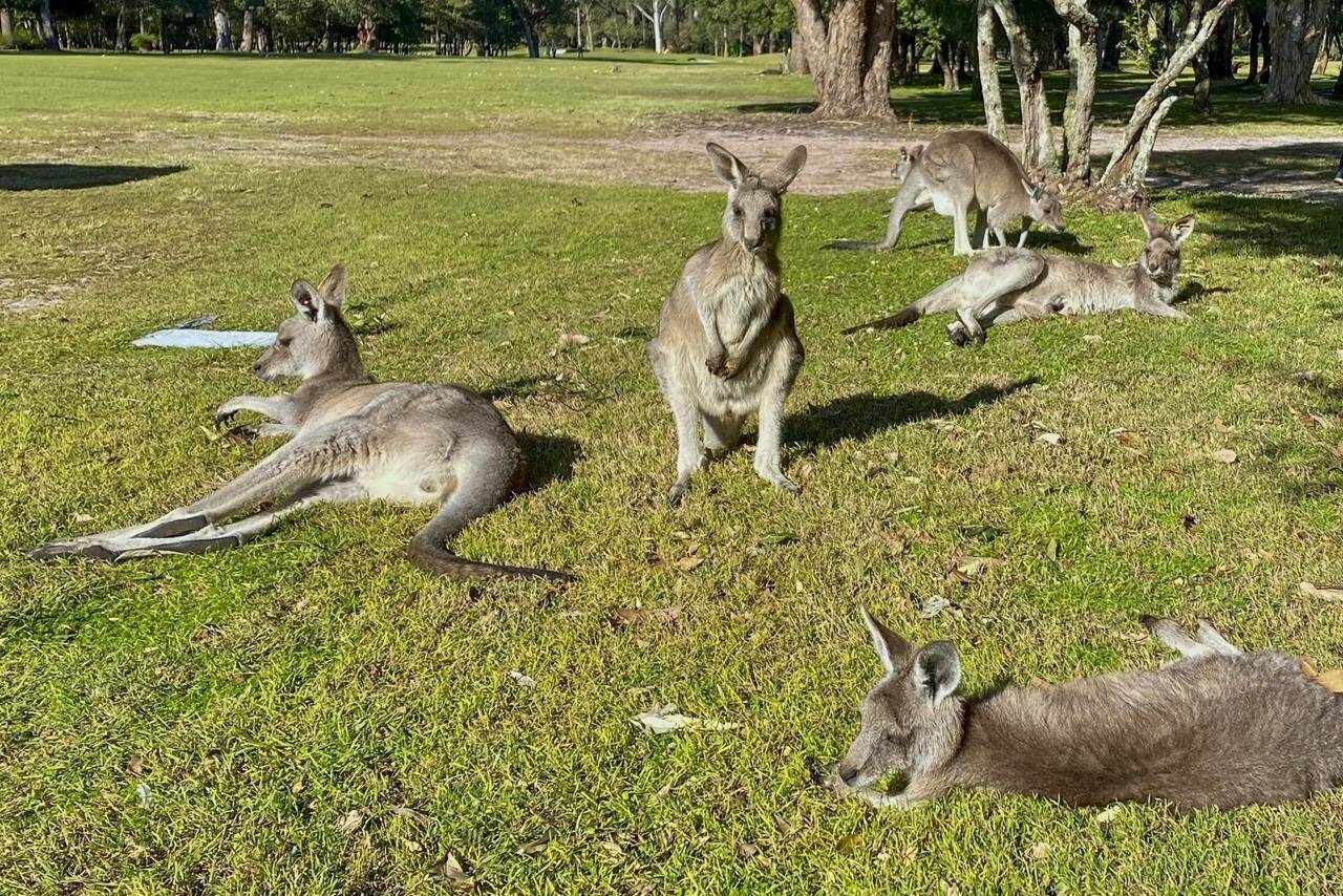 Kangaroos sit in the sunshine on the edge of a golf course in Nelson Bay, Australia, Sunday, June 13, 2022. A 77-year-old man has died after a rare fatal kangaroo attack in remote southwest Australia, police said on Tuesday, Sept. 13, 2022. (AP Photo/Mark Baker)