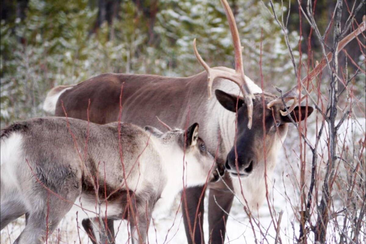 Caribou seen here in the Itcha-Ilgachuz herd continue to be the focus of recovery efforts. (Government of B.C. photo - Woodland Caribou Plan report)