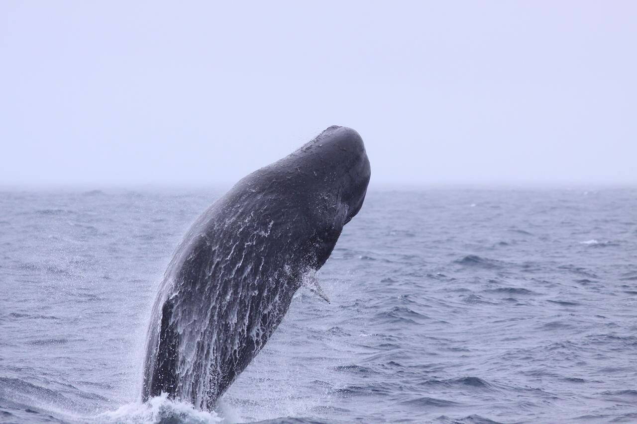 A female sperm whale is seen breaching the water off the Galapagos Islands, Ecuador, in a May 9, 2014, handout photo. As highly social animals, sperm whales live in small family groups called clans. These marine giants share similar codas or “dialects” belonging to the same cultural groups, also known as vocal clans. THE CANADIAN PRESS/HO-Mauricio Cantor