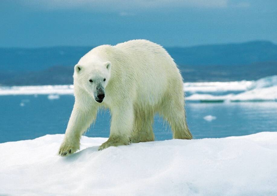 Polar bears are associated with northern Canada and other parts of the Arctic. (Pixabay photo)