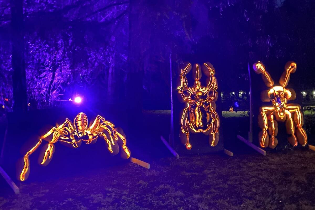 Giant insects created from carved pumpkins at the Pumpkins After Dark event in Burnaby. (Photo: Tom Zillich)