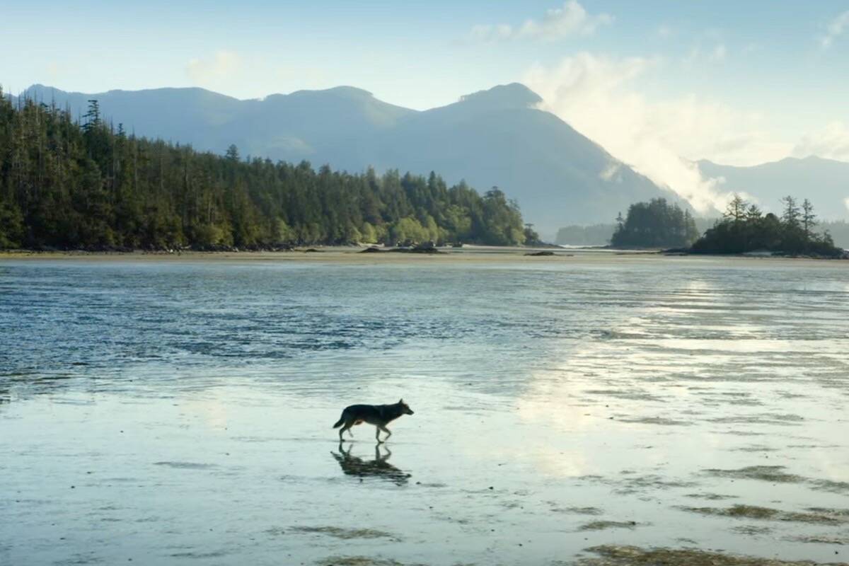 Canadian actor Will Arnett is narrating Island of the Sea Wolves, a docuseries that explores natural life on Vancouver Island, set for release on Netflix in October. Screenshot/Island of the Sea Wolves.
