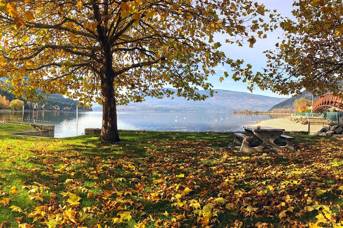 A file photo shows Sicamous Beach Park blanketed in gold as trees lose their leaves. Environment Canada says B.C. will continue to see unseasonably hot and dry weather into at least the second week of October. (Lachlan Labere/Salmon Arm Observer)