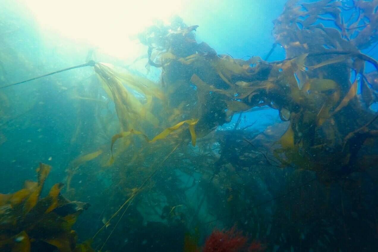 A bull kelp forest is seen underwater near Victoria in a May 13, 2015, in this handout image. Kelp forests, which can grow 20 to 30 metres tall from the ocean floor, provide food and shelter for thousands of marine species while absorbing carbon from the atmosphere. THE CANADIAN PRESS/HO-Liam Coleman, *MANDATORY CREDIT*