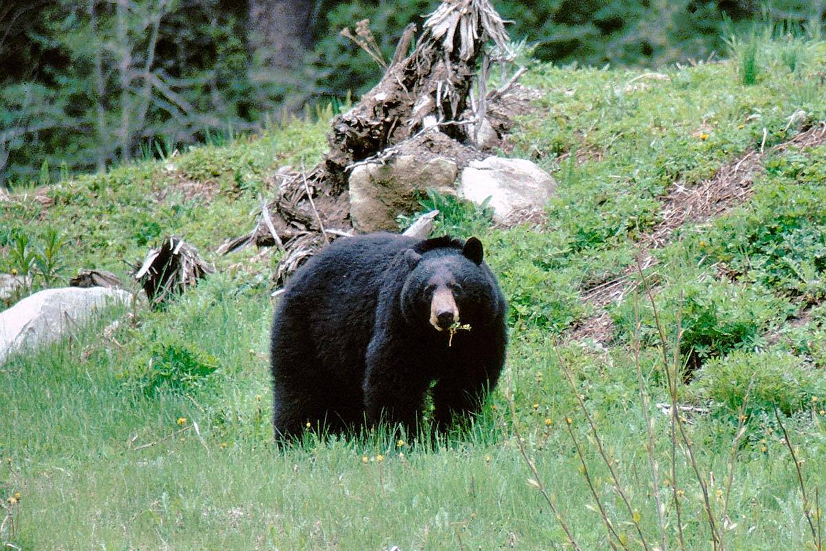 FILE - Two women were critically injured in a black bear attack near Dawson Creek on Oct. 3, 2022. (Photo courtesy of Washington Department of Fish and Wildlife)