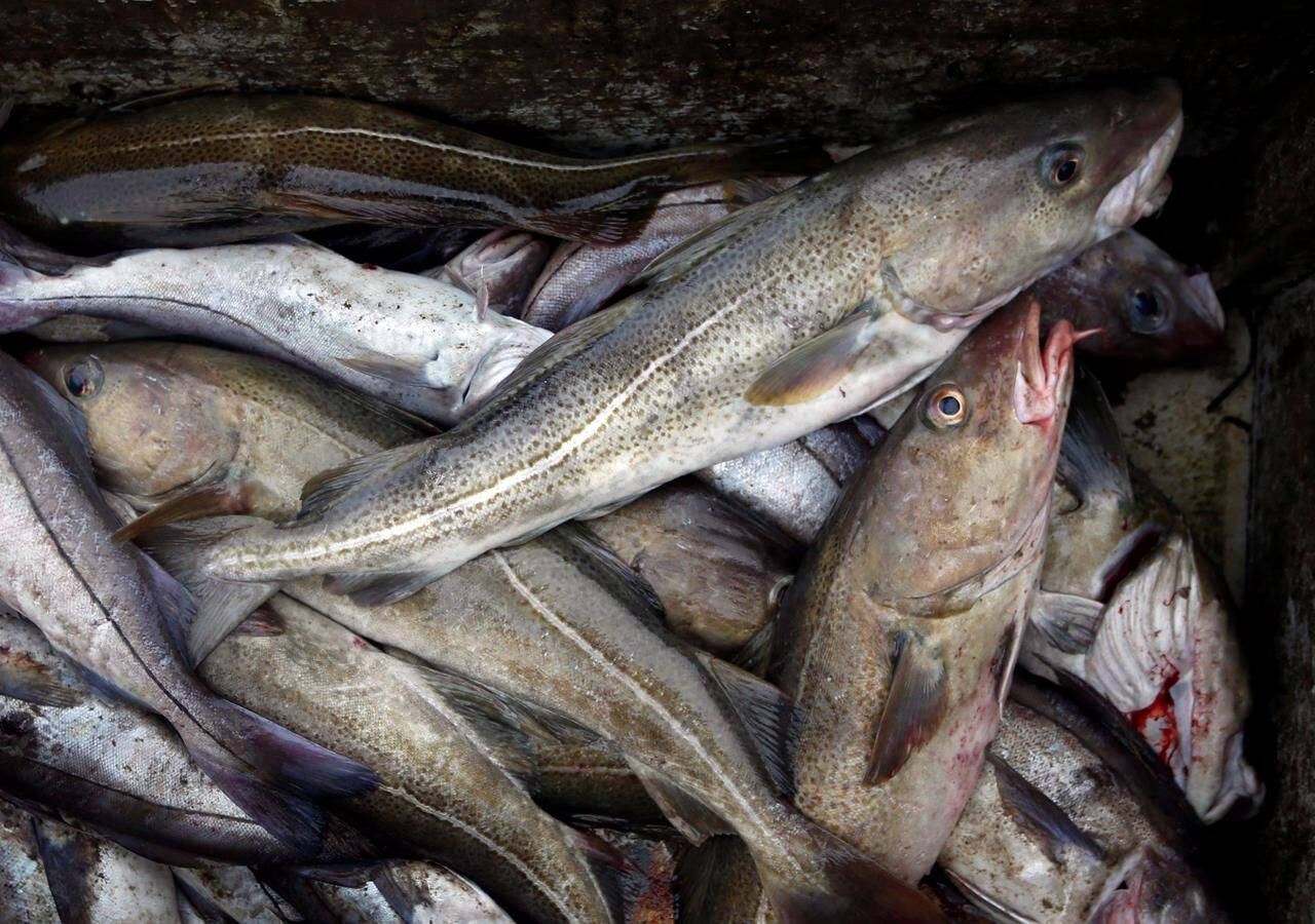 Cod fill a box on a trawler off the coast of Hampton Beach, N.H., in an April 23, 2016 file photo. A new audit of Canada’s efforts to protect aquatic species at risk of going extinct says the federal government is biased against listing commercially valuable fish as needing protection. THE CANADIAN PRESS /AP/Robert F. Bukaty